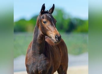 Westphalian, Mare, Foal (05/2026), Bay-Dark