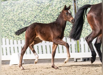 Westphalian, Mare, Foal (02/2026), Bay-Dark