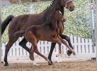 Westphalian, Mare, Foal (02/2026), Bay-Dark