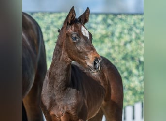 Westphalian, Mare, Foal (02/2026), Bay-Dark