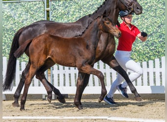 Westphalian, Mare, Foal (05/2026), Bay-Dark