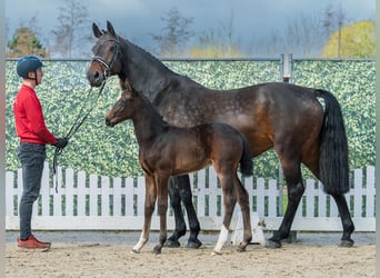 Westphalian, Mare, Foal (02/2026), Bay-Dark