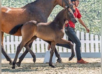 Westphalian, Mare, Foal (07/2025), Bay-Dark