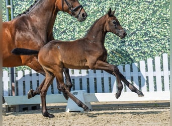 Westphalian, Mare, Foal (07/2025), Bay-Dark