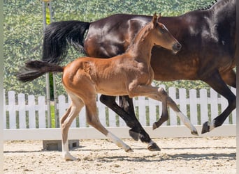 Westphalian, Mare, , Bay-Dark