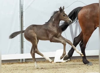 Westphalian, Mare, Foal (06/2024), Bay-Dark