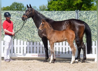 Westphalian, Mare, , Bay-Dark