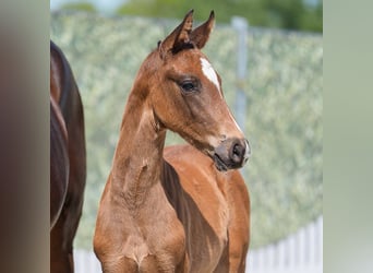 Westphalian, Mare, , Bay-Dark