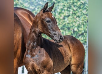 Westphalian, Mare, Foal (07/2025), Bay-Dark