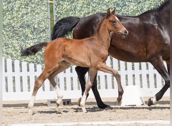 Westphalian, Mare, , Bay-Dark