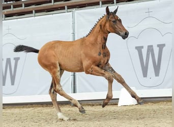 Westphalian, Mare, Foal (04/2024), Bay-Dark