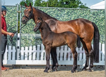 Westphalian, Mare, Foal (07/2025), Bay-Dark