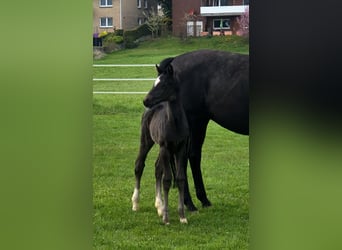 Westphalian, Mare, Foal (03/2026), Black