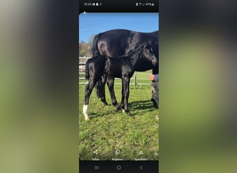 Westphalian, Mare, Foal (03/2026), Black