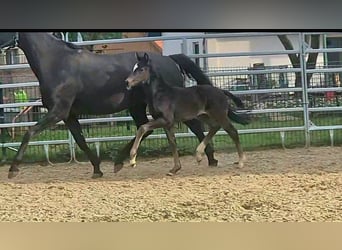 Westphalian, Mare, Foal (03/2026), Black