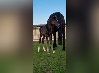 Westphalian, Mare, Foal (03/2026), Black