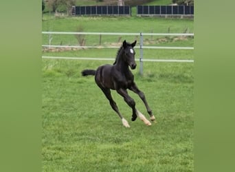 Westphalian, Mare, Foal (03/2026), Black