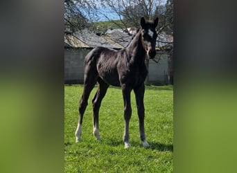 Westphalian, Mare, Foal (03/2026), Black