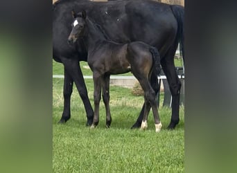 Westphalian, Mare, Foal (03/2026), Black