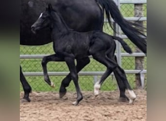 Westphalian, Mare, Foal (03/2026), Black