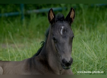 Westphalian, Mare, , Black