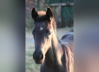Westphalian, Mare, Foal (06/2026), Black