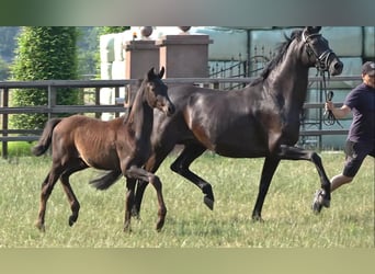 Westphalian, Mare, Foal (03/2026), Black