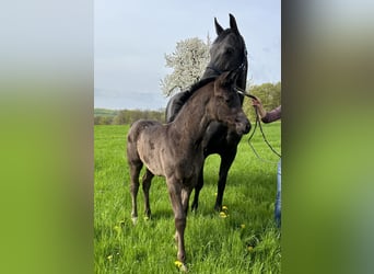 Westphalian, Mare, Foal (02/2024), Black