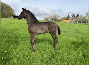 Westphalian, Mare, Foal (02/2024), Black