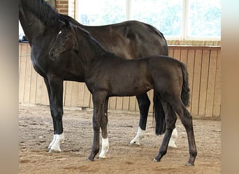 Westphalian, Mare, Foal (05/2026), Black