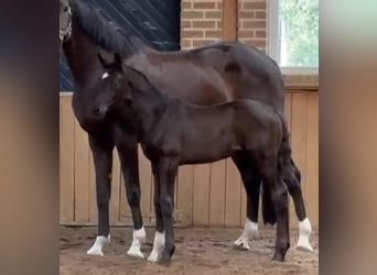 Westphalian, Mare, Foal (02/2026), Black
