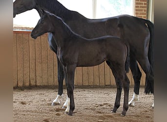 Westphalian, Mare, Foal (05/2026), Black
