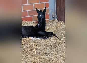 Westphalian, Mare, Foal (05/2025), Black