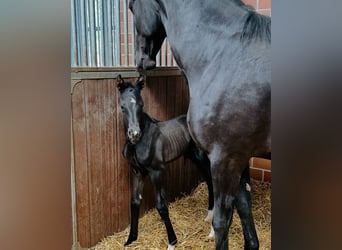 Westphalian, Mare, Foal (05/2025), Black