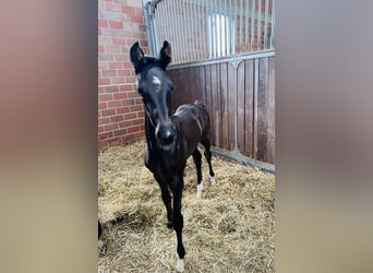 Westphalian, Mare, Foal (05/2025), Black