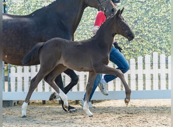 Westphalian, Mare, Foal (05/2026), Black