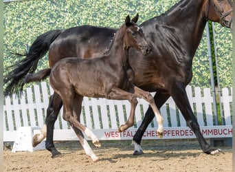 Westphalian, Mare, Foal (05/2026), Black