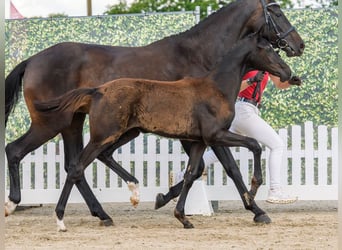 Westphalian, Mare, Foal (03/2026), Black