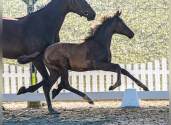 Westphalian, Mare, Foal (04/2026), Black