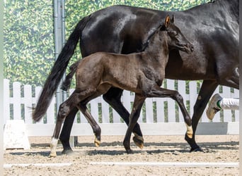 Westphalian, Mare, Foal (04/2026), Black