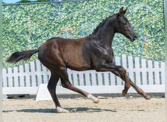 Westphalian, Mare, Foal (05/2026), Black