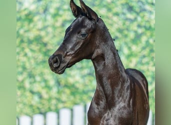 Westphalian, Mare, Foal (05/2026), Black