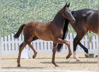 Westphalian, Mare, Foal (03/2026), Black