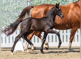 Westphalian, Mare, Foal (05/2026), Black