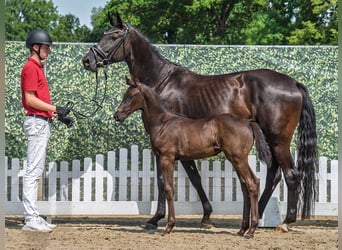 Westphalian, Mare, Foal (06/2025), Black