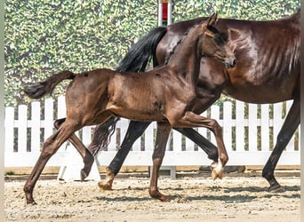 Westphalian, Mare, Foal (06/2025), Black