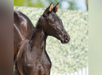 Westphalian, Mare, , Black