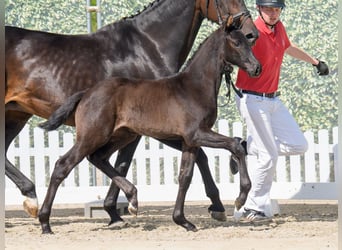 Westphalian, Mare, , Black