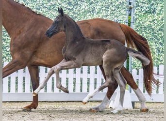 Westphalian, Mare, , Black