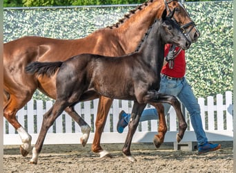 Westphalian, Mare, , Black